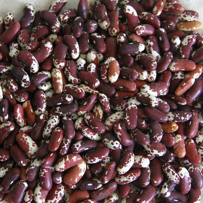 Jacob's Cattle Bean (Bush)