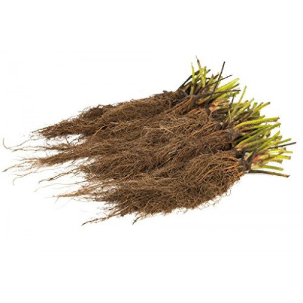 AC Valley Strawberry Plants