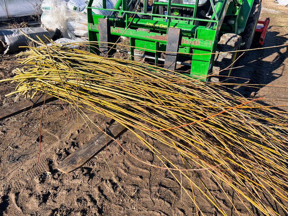 Vibrant yellow & red willow live stakes on soil with a green John Deere tractor and bags at a nursery.
