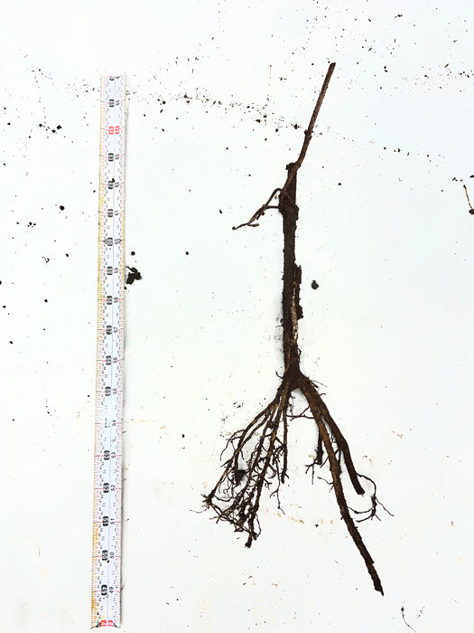 Bob Gordon Elderberry