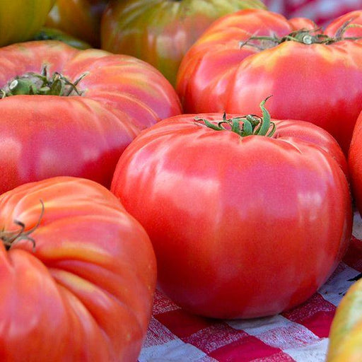 Ripe red heirloom beefsteak tomatoes with green stems on a red and white checkered tablecloth. Fresh garden produce.