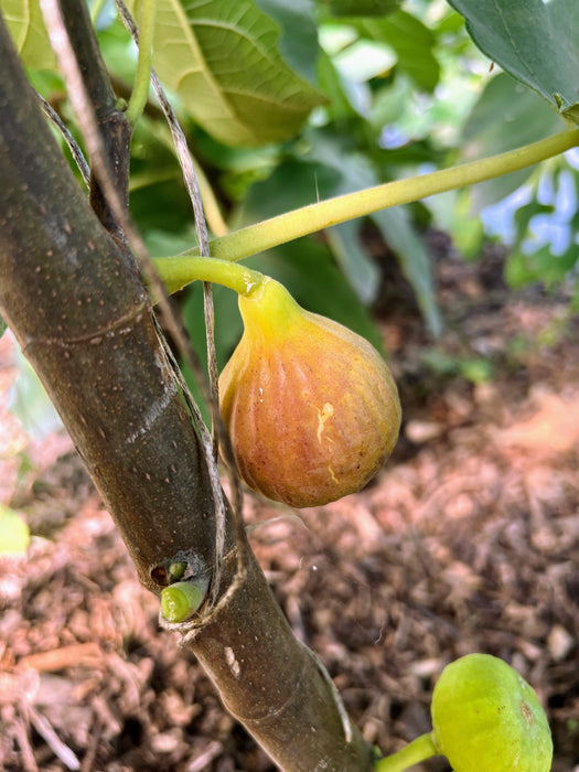 C's Red Heirloom Fig
