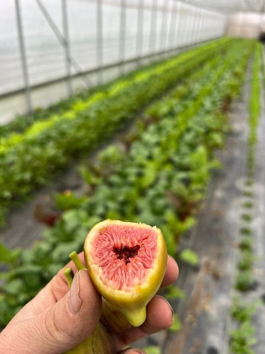 C's Red Heirloom Fig