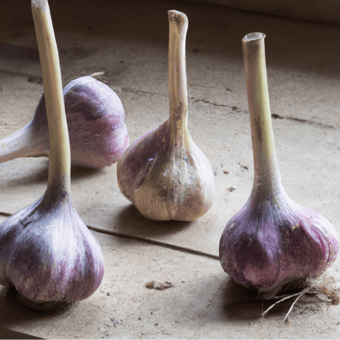 PREORDER Organic Red Chesnok Garlic (lb)