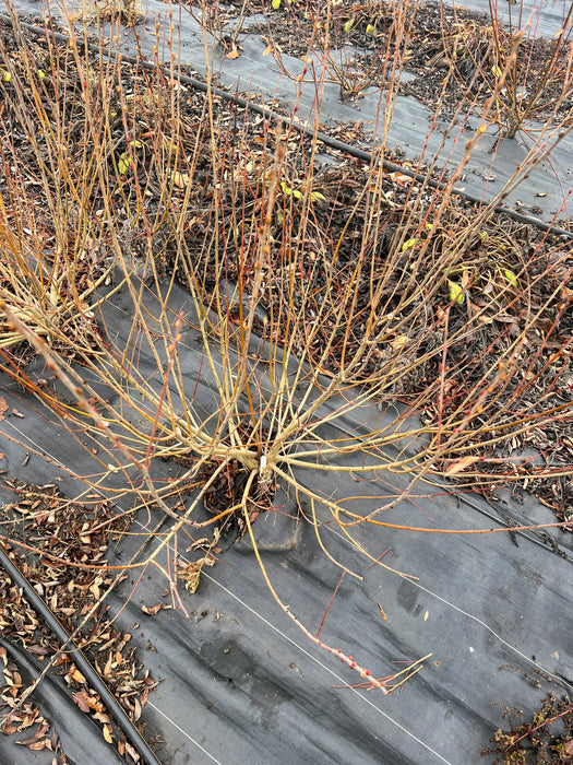 Dormant blueberry bush with budding branches on black landscape fabric, irrigation system in a farm.