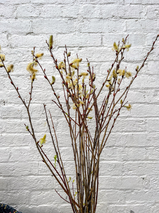 Fuzzy pussy willow branches with yellow catkins in front of a textured white brick wall. Spring floral decor.