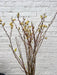 Fuzzy pussy willow branches with yellow catkins in front of a textured white brick wall. Spring floral decor.