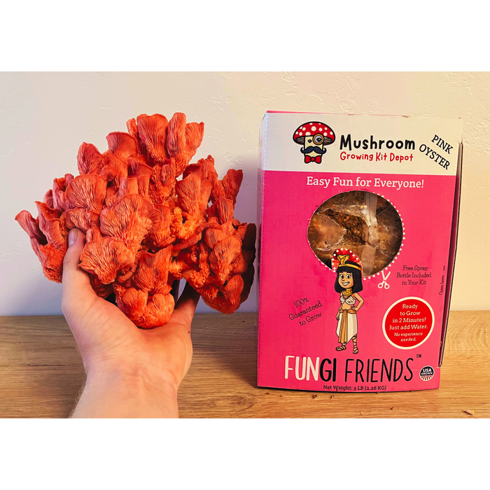 Cleopashrooma - Pink Oyster Mushroom Grow Kit - 5 LBS (with box)