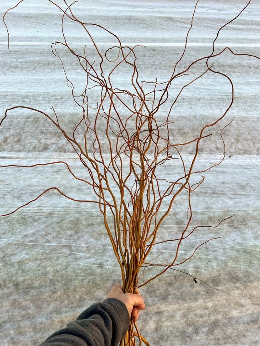 Hand holds golden curly willow branches. Perfect for vase displays, rustic decor, or floral arrangements.