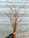 Hand holds golden curly willow branches. Perfect for vase displays, rustic decor, or floral arrangements.