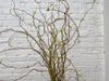 Fresh green leaves budding on curly branches against a textured white brick wall. Spring nature decor.