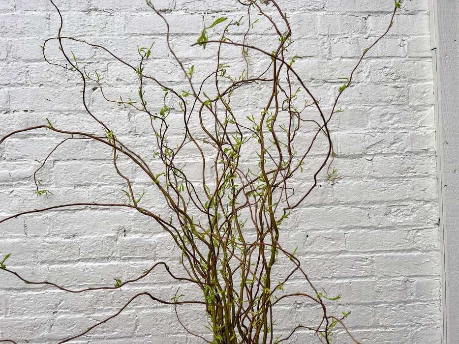 Fresh green leaves budding on curly branches against a textured white brick wall. Spring nature decor.