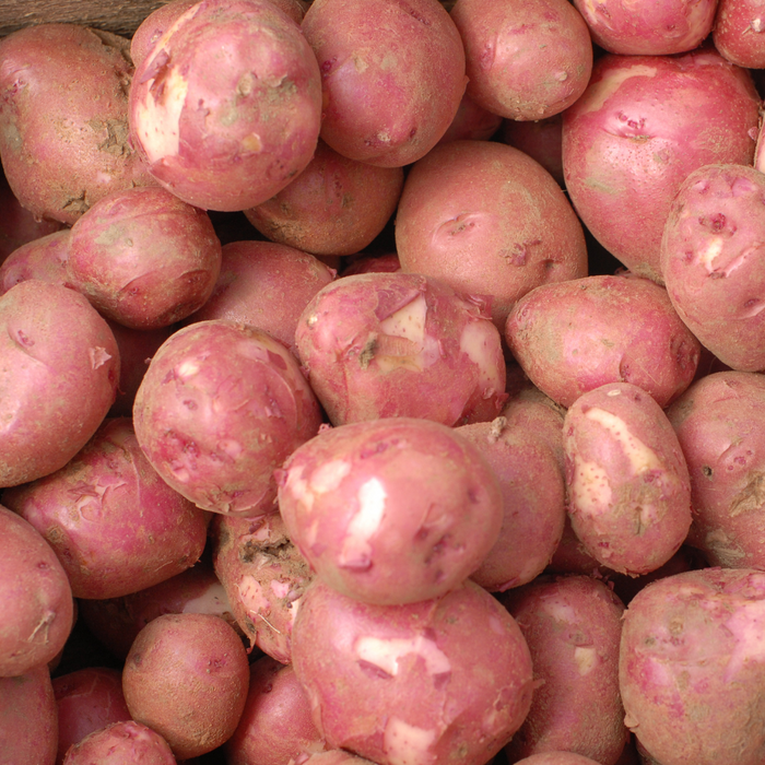 Dark Red Norland Seed Potato