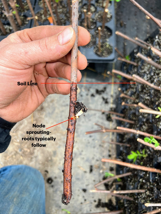 PREORDER Adams Elderberries