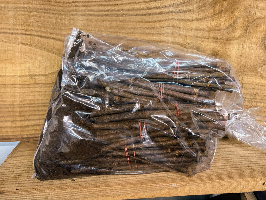 PREORDER Ranch Elderberry Cuttings