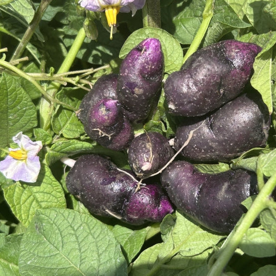 PREORDER Organic Purple Violet Seed Potato (lb)