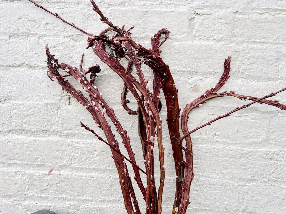 Pussy willow branches with soft pink and white buds against a textured white wall. Spring decor.
