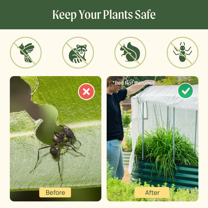 Garden plant protection from birds, squirrels, ants. Damaged leaf vs. lush plants in raised bed with protective mesh cover.
