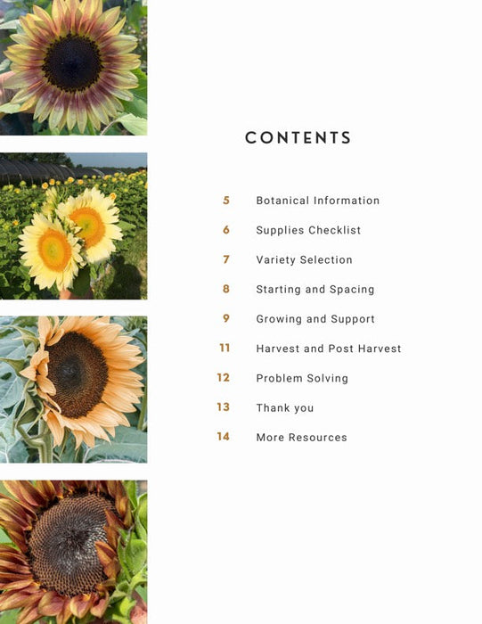 Sunflower Guide Contents: Botanical info, growing, harvest, and problem-solving. Features vibrant yellow, orange, red, and bicolored sunflowers.