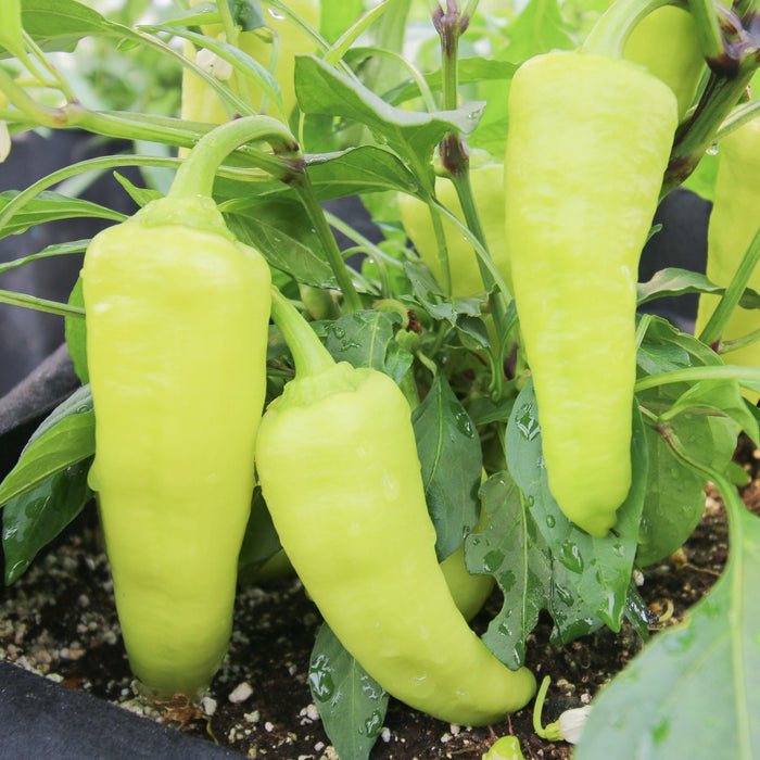 Sweet Banana Pepper
