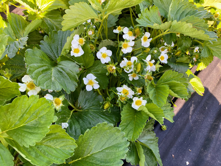 PREORDER: Southern Strawberry Bundle. (Zones 8-10)