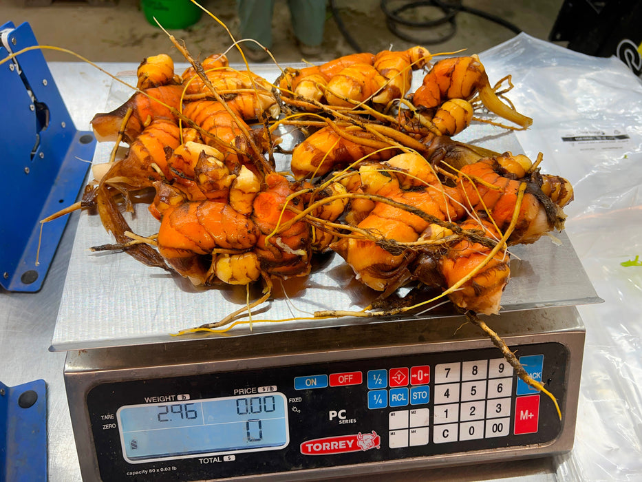 Florida Red Turmeric