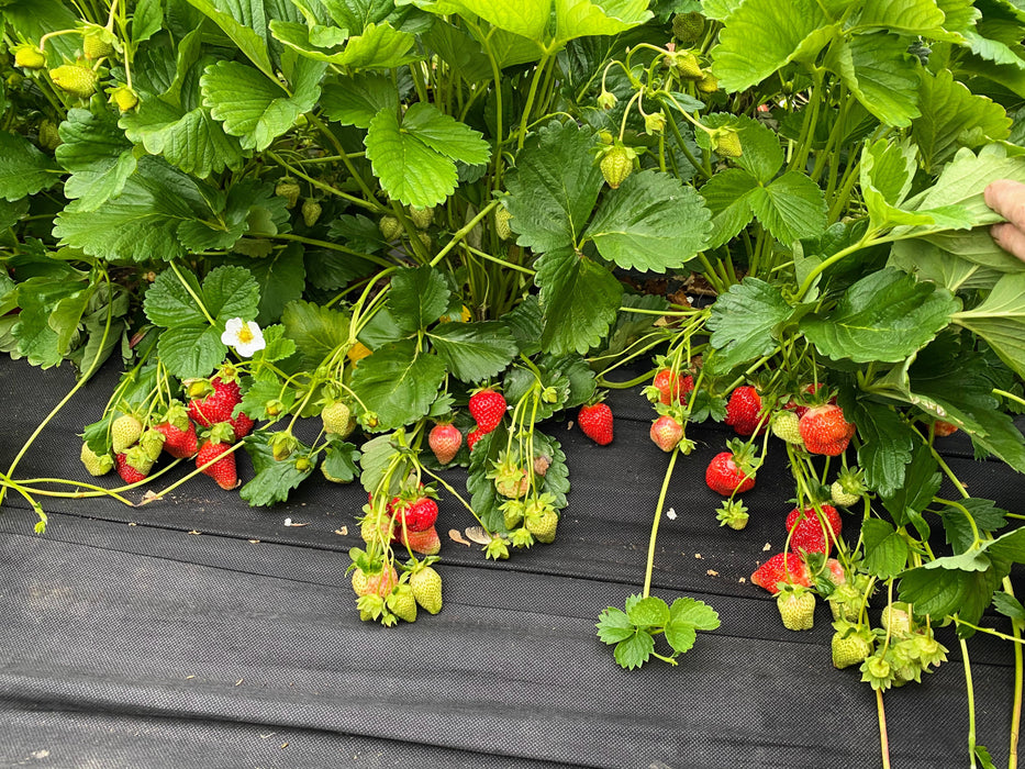 PREORDER: Southern Strawberry Bundle. (Zones 8-10)