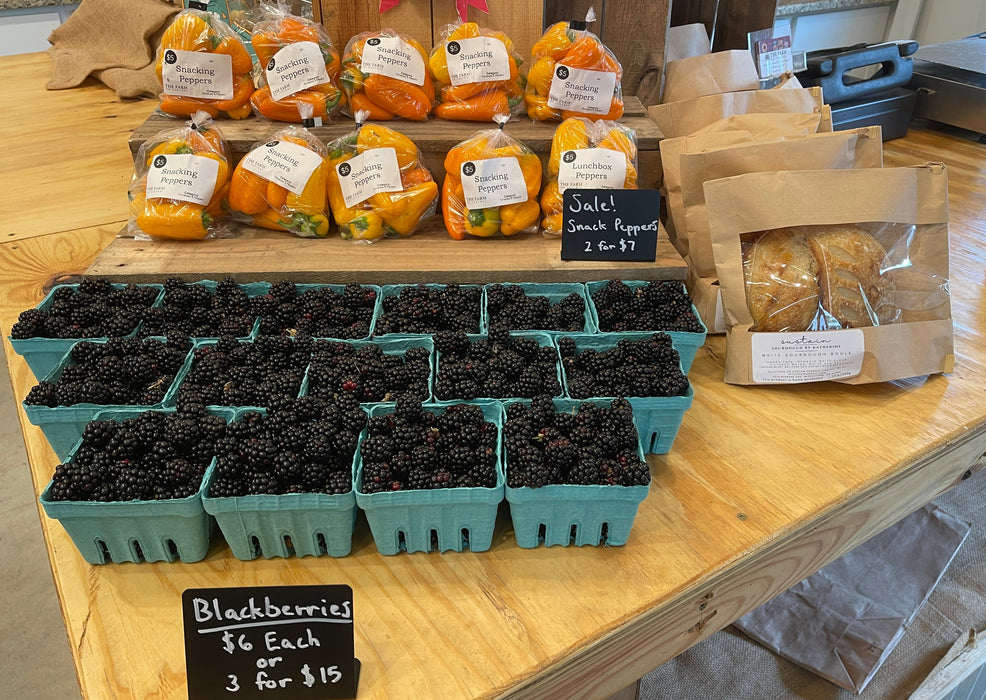 Ponca Sweet Ark™ Blackberry Plants