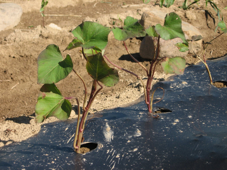 Sweet Potato Plant Mixed Bundle