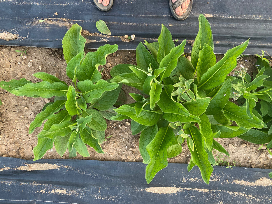 Comfrey ~ Russian Bocking 14 (non-invasive)