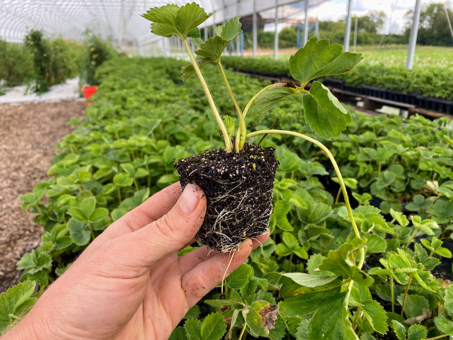 PREORDER: Northern Strawberry Bundle. (Zones 4-7)