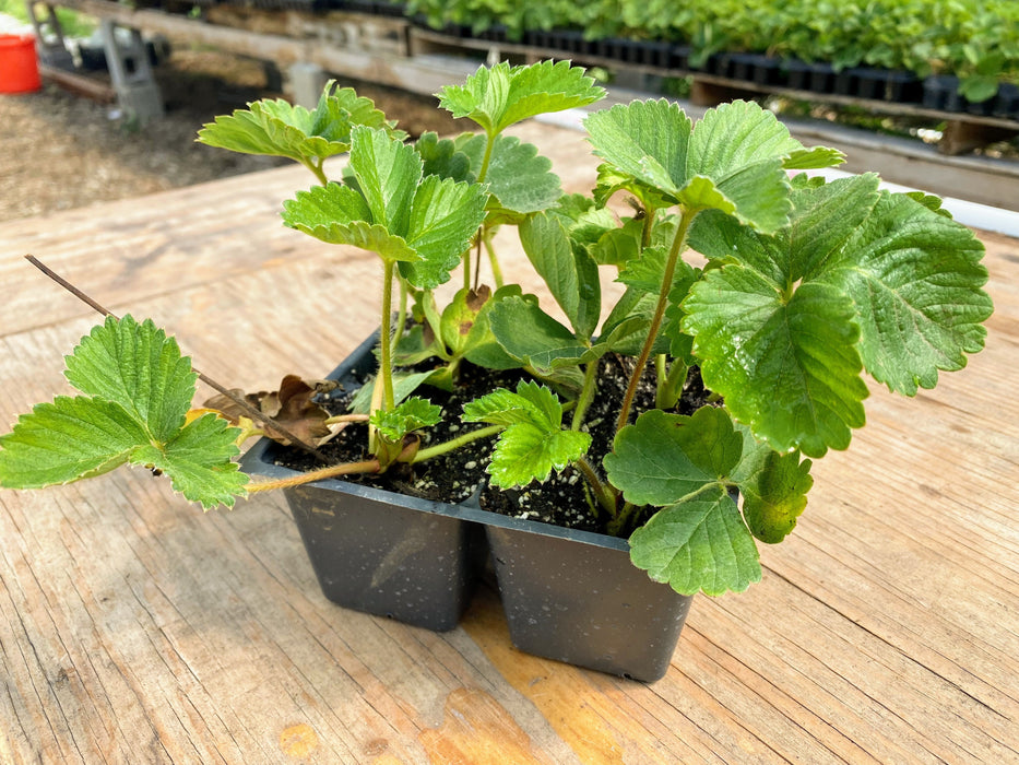 PREORDER: Albion Strawberry Plants