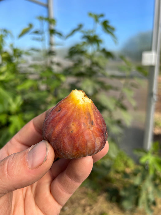 C's Red Heirloom Fig