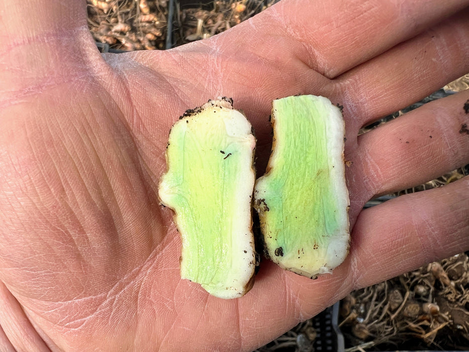 Turmeric Seed Rhizomes (Sample Pack)