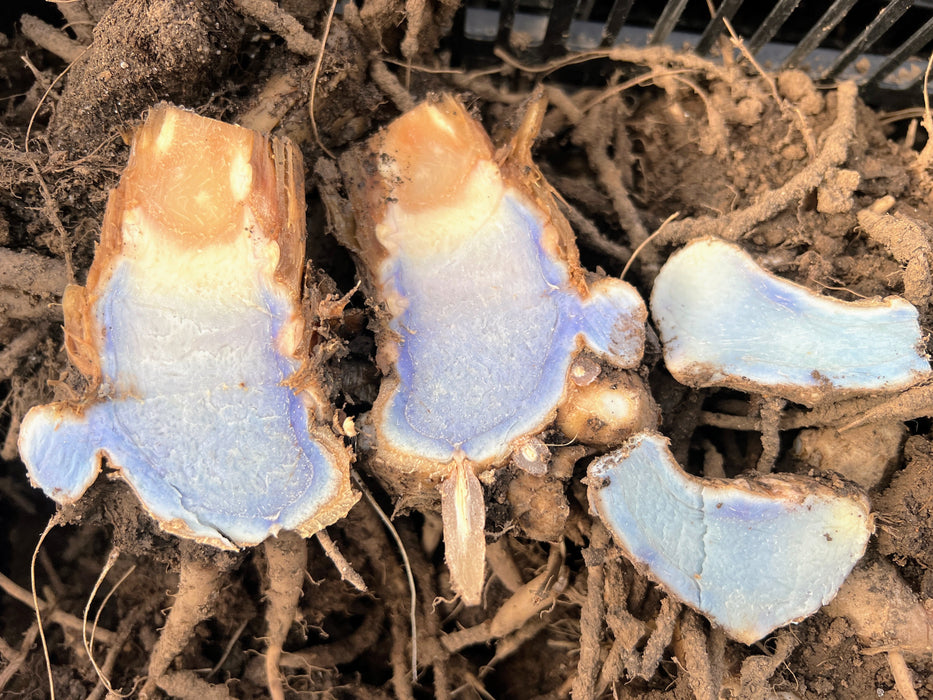 Turmeric Seed Rhizomes (Sample Packs)