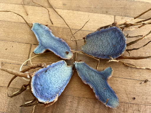 Sliced blue/black turmeric (Curcuma caesia) rhizome displaying vibrant blue interior and dried roots on wood.