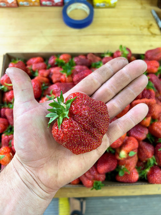 PREORDER: Southern Strawberry Bundle. (Zones 8-10)