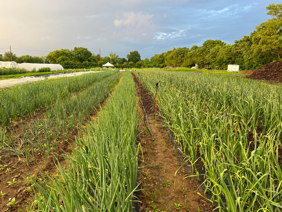 Candy Onion Plants (Intermediate - Day-Neutral Hybrid)