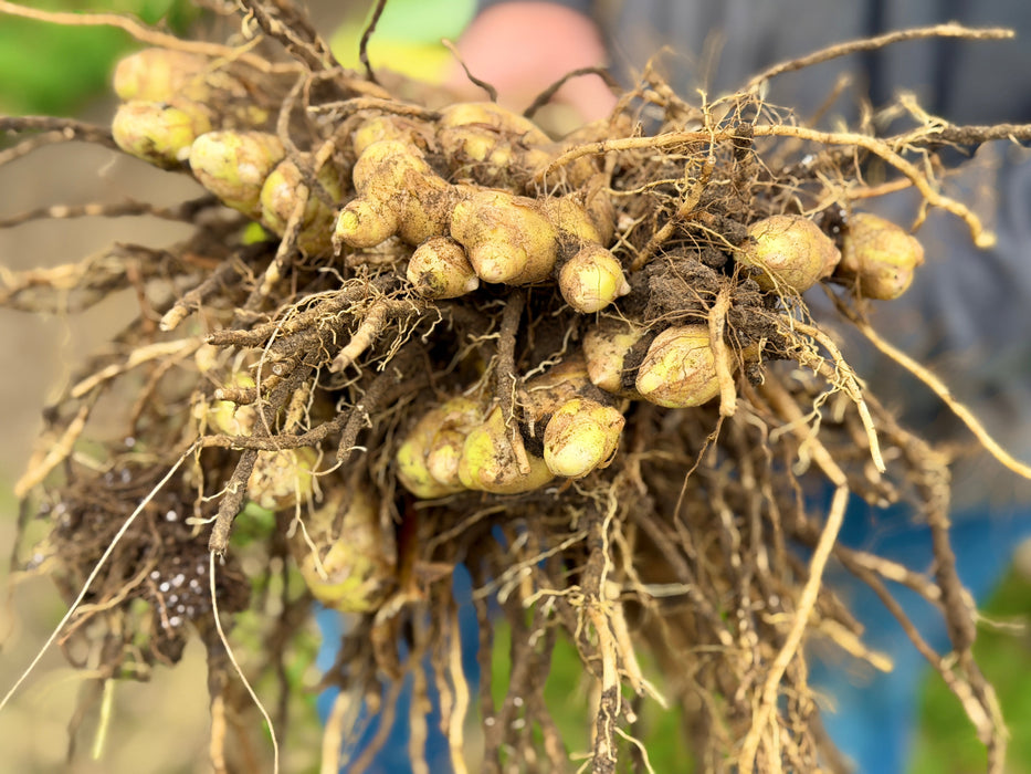 Turmeric Seed, (White/Green)