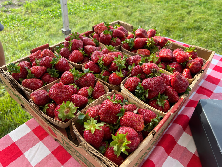 Strawberry Success Kit