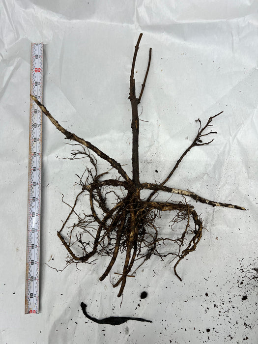 Wyldewood Elderberries