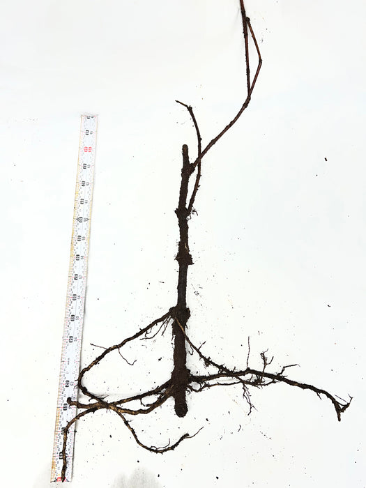 Pocahontas Elderberries