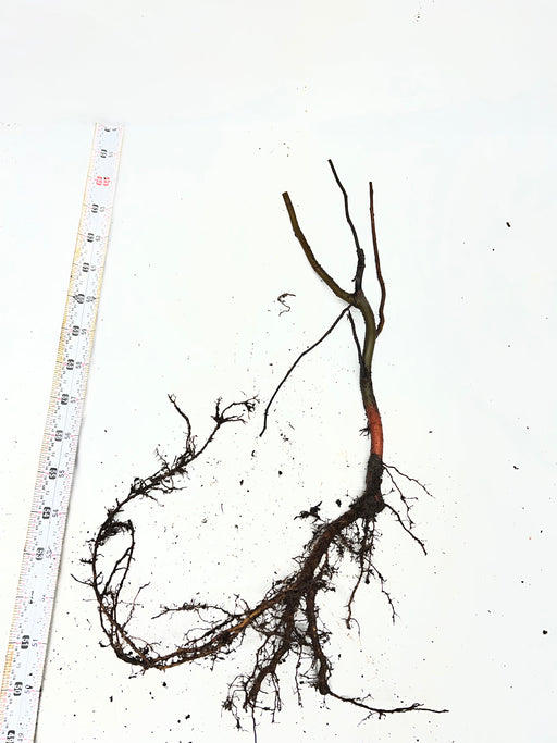 Bare root plant with reddish stem and extensive brown root system, measured by tape on white.
