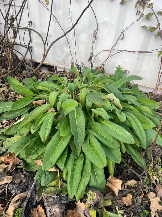 Comfrey ~ Russian Bocking 14 (non-invasive)