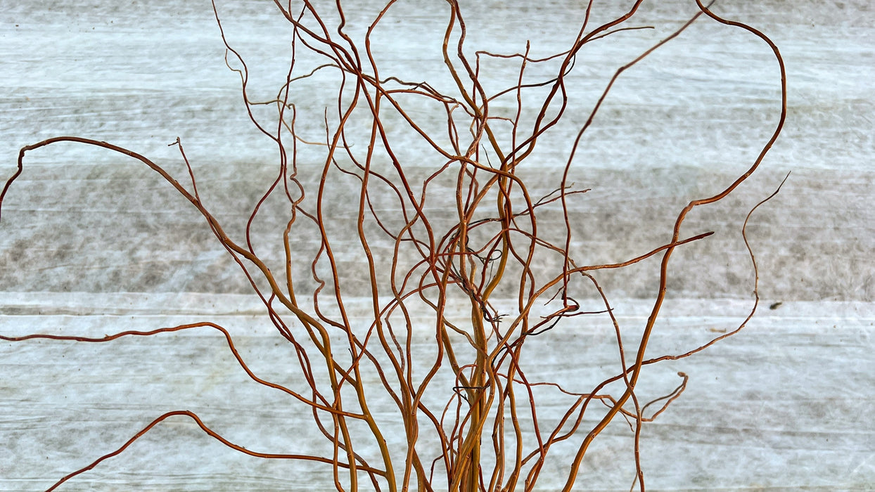 Curly reddish-brown willow branches. Rustic natural decor, perfect for home accents or elegant floral arrangements.