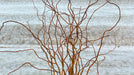 Curly reddish-brown willow branches. Rustic natural decor, perfect for home accents or elegant floral arrangements.