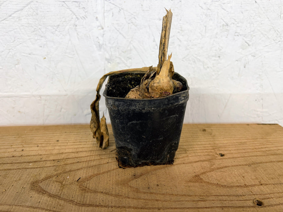 Florida Red Turmeric