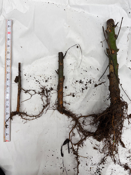 Ram's Horn Willow Salix babylonica 'Crispa'