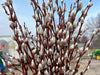 Pussy willow branches with fluffy silver catkins, some covered in dew, against a soft blue spring sky.