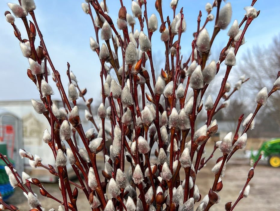 Pussy willow branches with fluffy silver catkins, some covered in dew, against a soft blue spring sky.